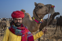 Puskar Camel Festival, Rajasthan, India 2023